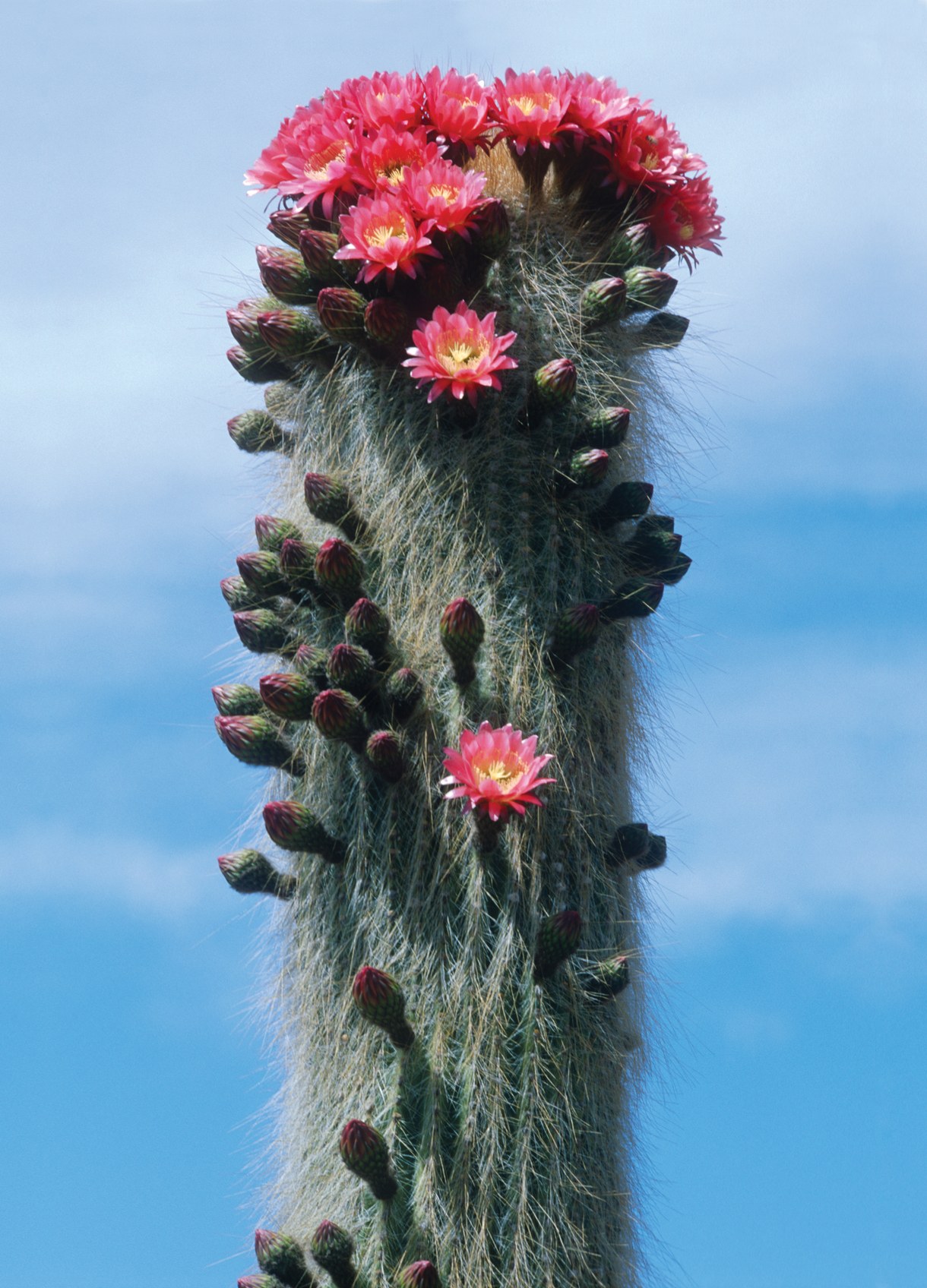 wild cactus plants