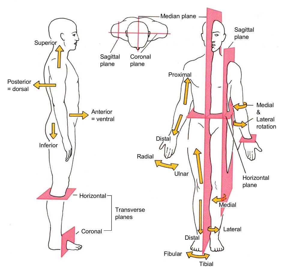 Anatomic terminology